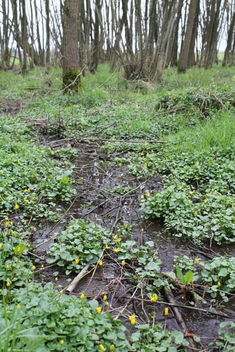 Elzenbroekbos in Natura 2000-gebied — specialistisch natuurbeheer door Greenlight BV