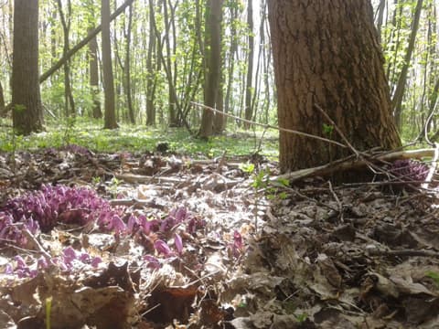 Paarseschubmycena in beschermd natuurgebied — biodiversiteitsinventarisatie Greenlight BV
