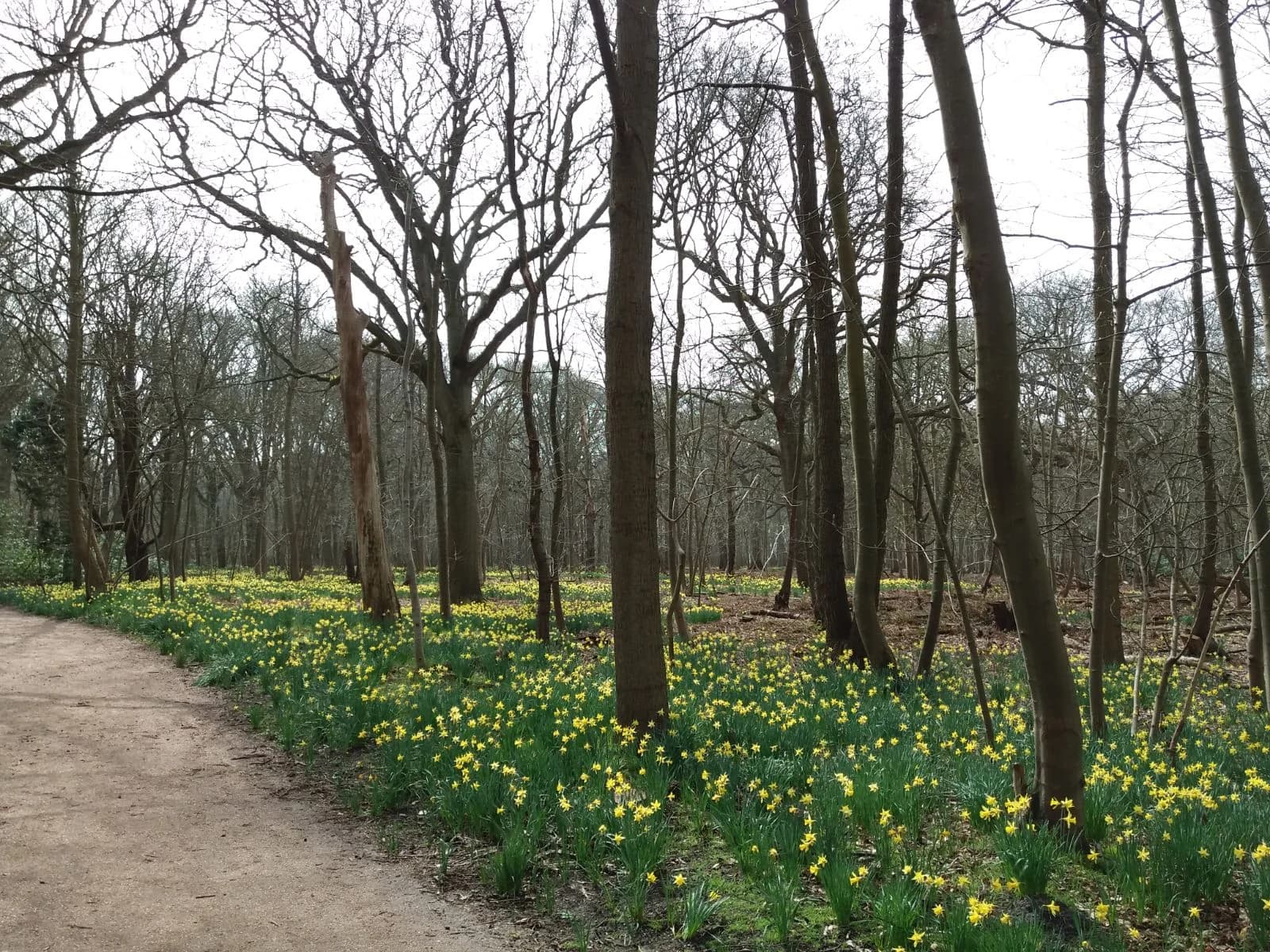 Beukenbos met narcissen in het voorjaar — bosbeheer door Greenlight BV in Vlaanderen