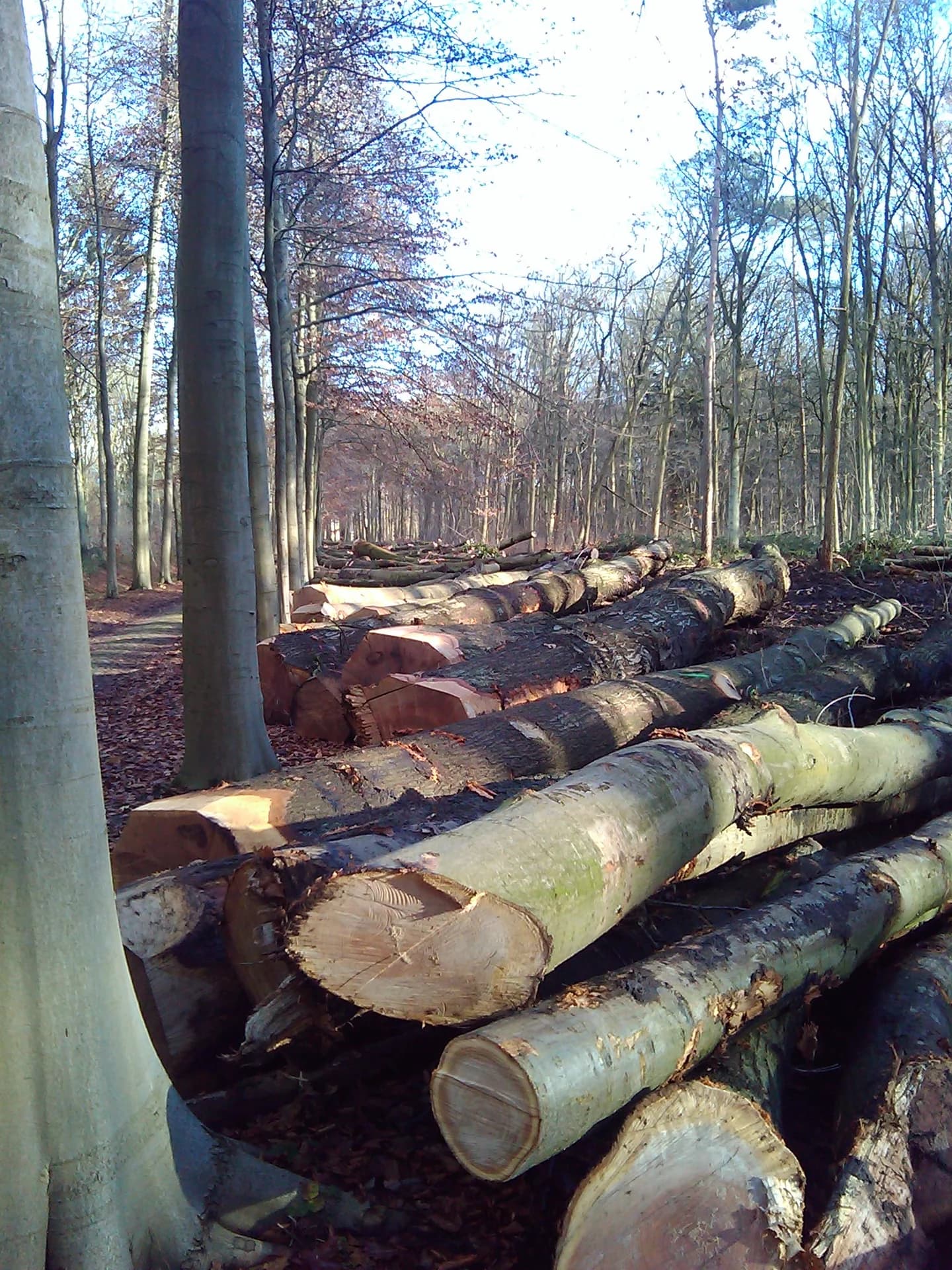 Houtstapel langs beukendreef — lokaal geproduceerd werkhout door Greenlight BV