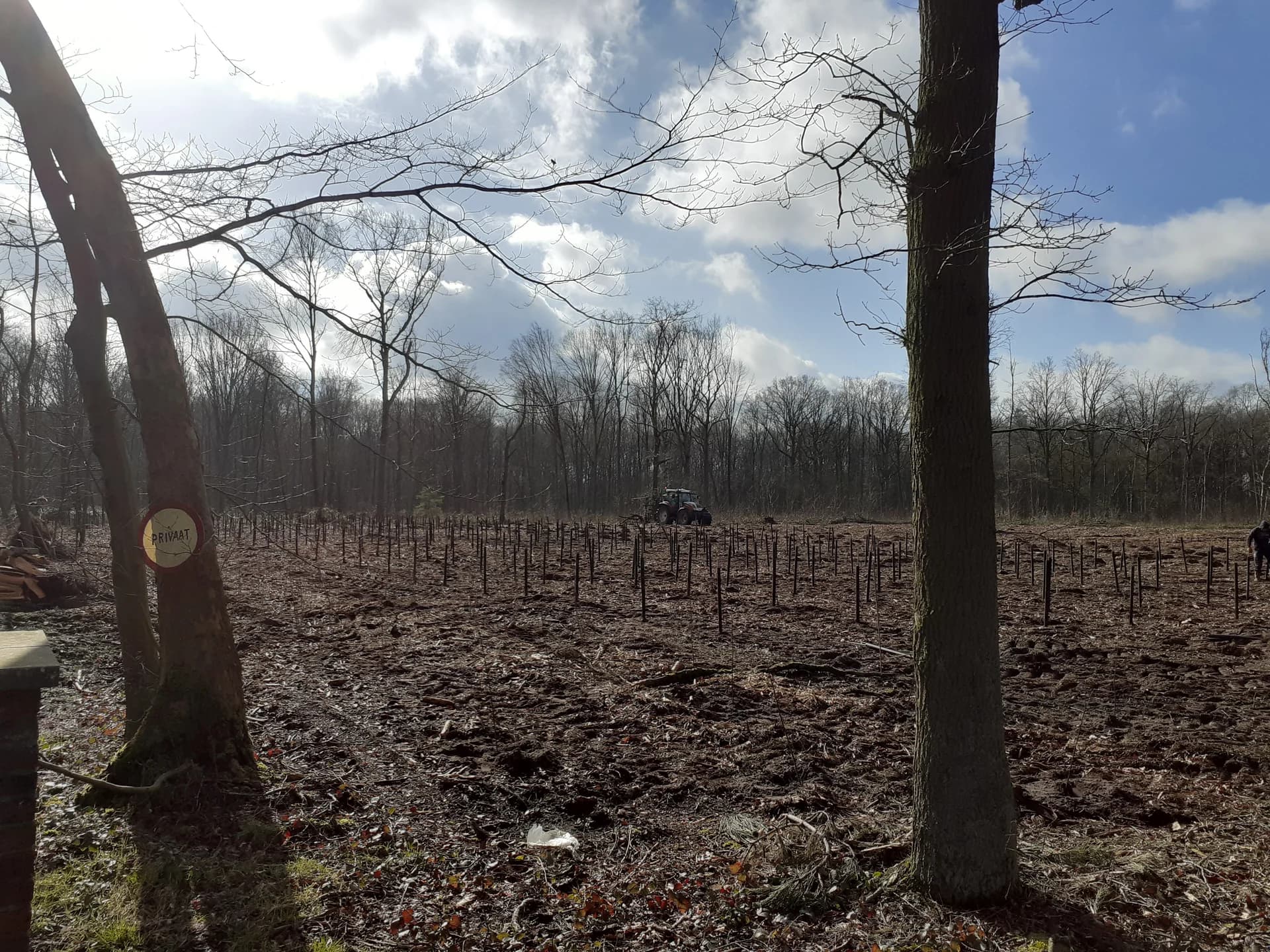 Kapvlakte met stronken — houtverkoop en kapbegeleiding door Greenlight BV