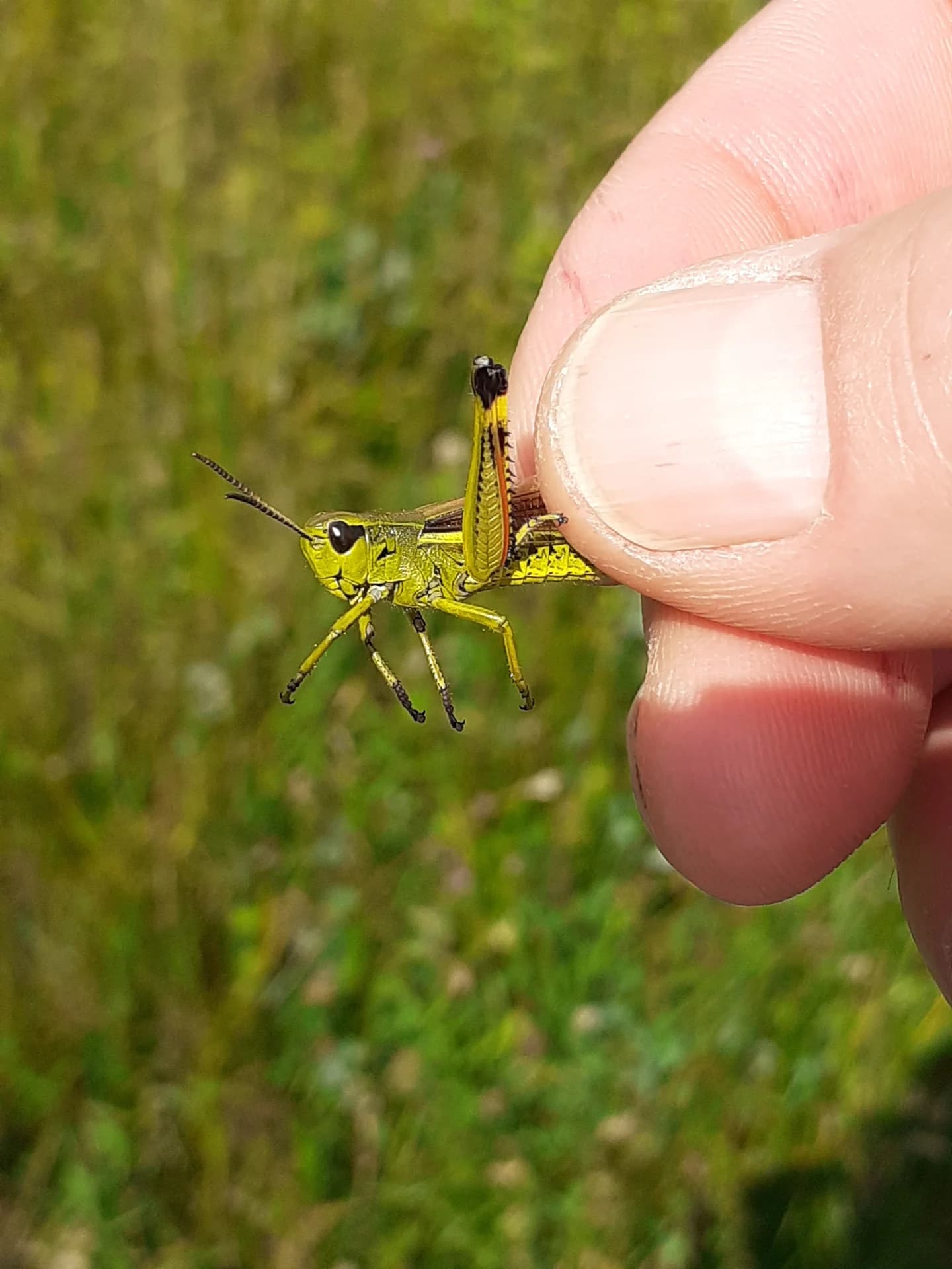 Sprinkhaan tijdens biodiversiteitsinventarisatie — Natura 2000 beheer door Greenlight BV