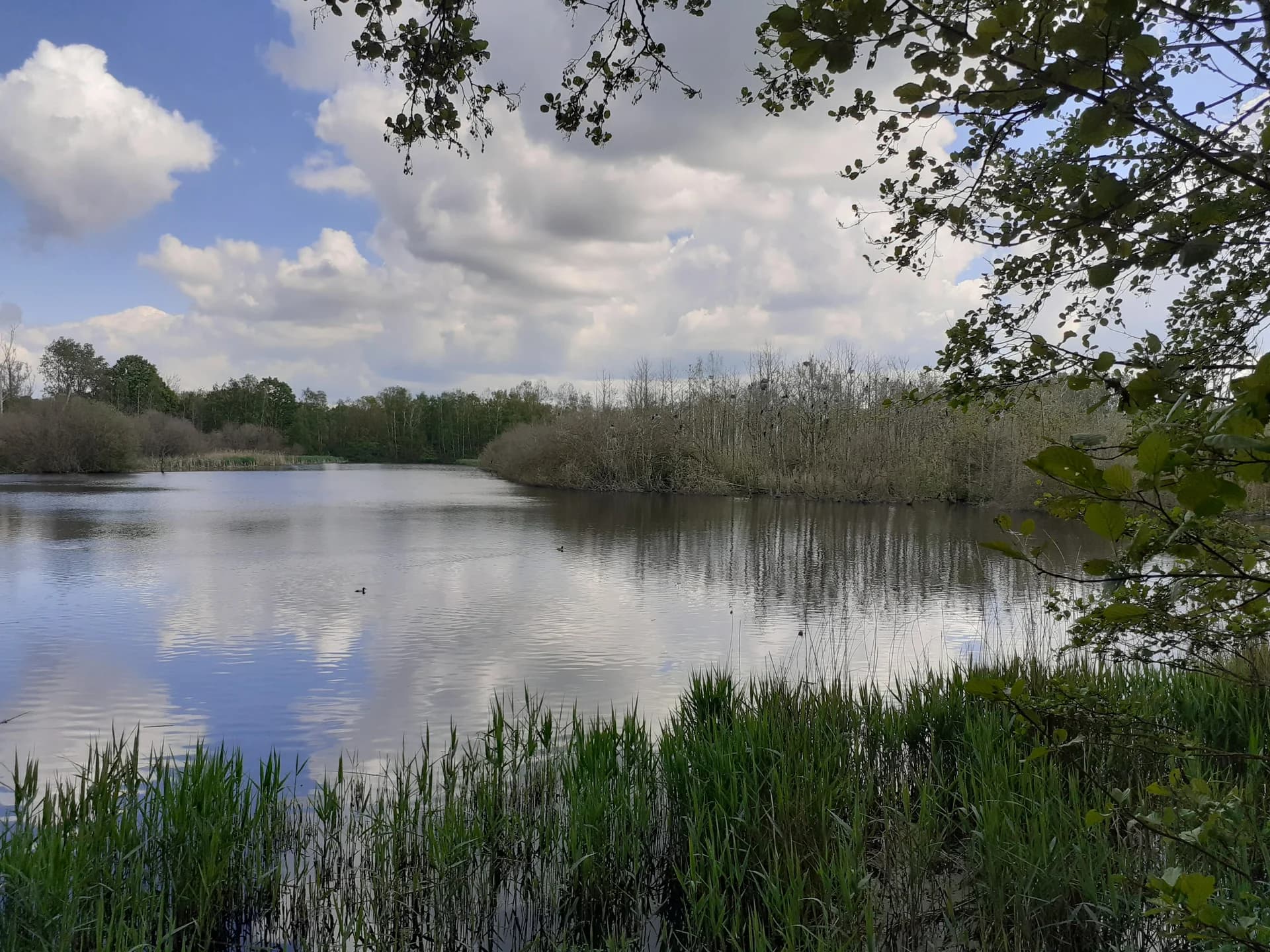 Vijver met riet — aanleg van poelen en vijvers door Greenlight BV