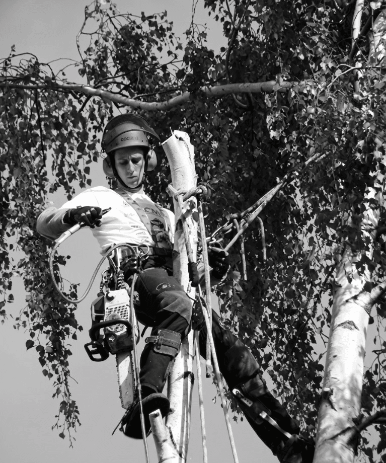 Klaas Van Roy van Greenlight BV bij boomwerkzaamheden in Vlaanderen